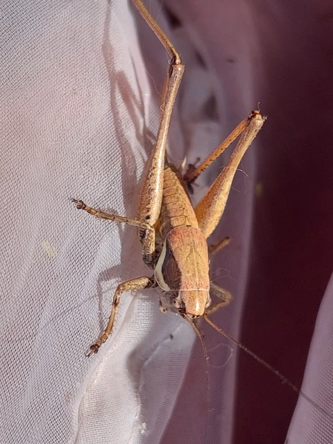 Pholidoptera fallax - galléros avarszöcske