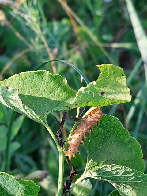 Zerynthia polyxena - farkasalmalepke
