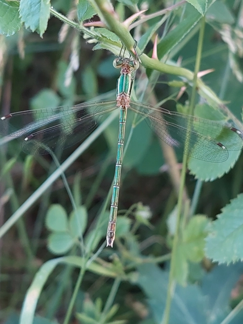 Lestes barbarus - foltosszárnyjegyű rablószitakötő