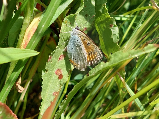 Lycaena dispar rutilus - nagy tűzlepke