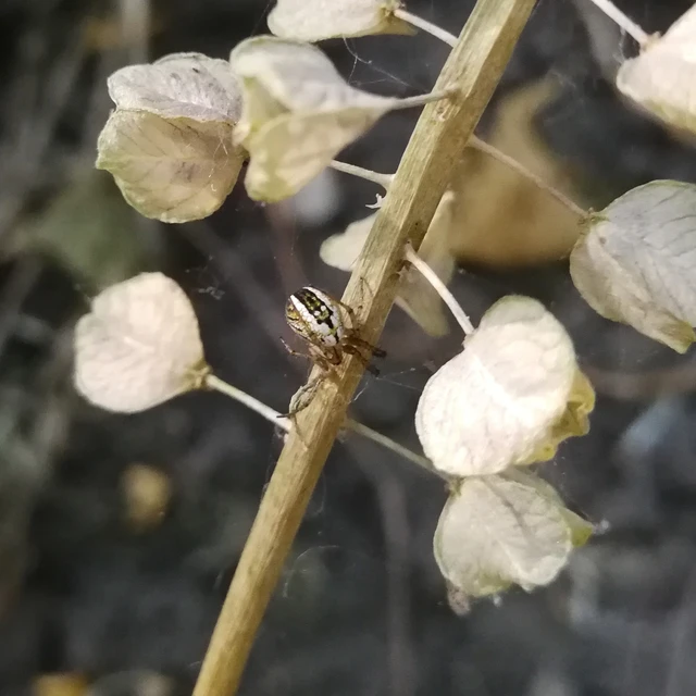 Mangora acalypha - réti keresztespók