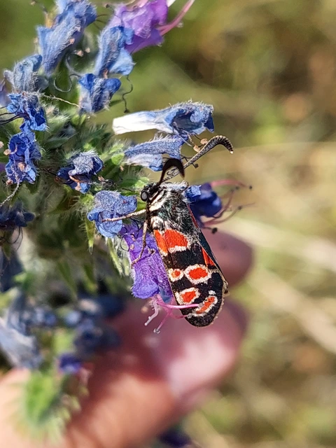 Zygaena carniolica - fehérgyűrűs csüngőlepke