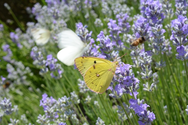 Colias alfacariensis - déli kéneslepke