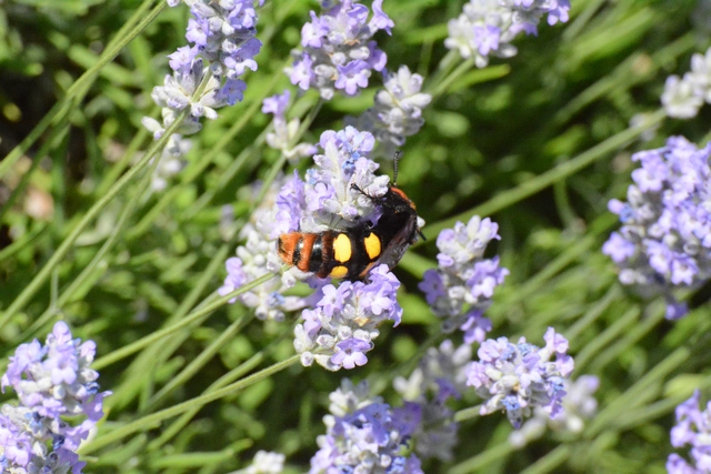 Megascolia maculata - óriás-tőrösdarázs