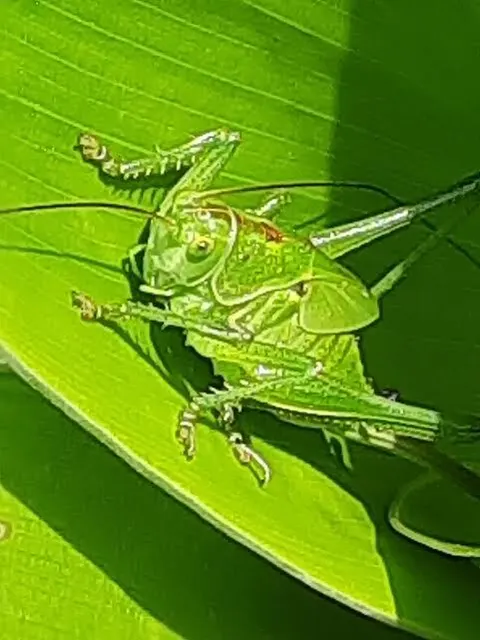 Tettigonia viridissima - zöld lombszöcske
