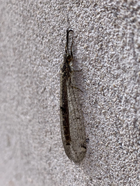 Distoleon tetragrammicus - négyfoltos hangyaleső