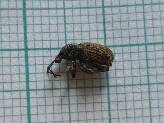 Otiorhynchus raucus - molyhos gyalogormányos