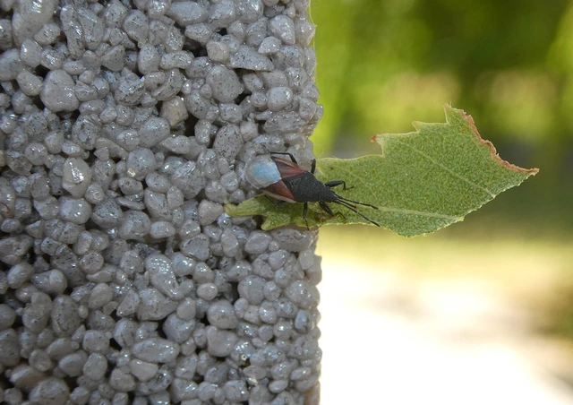 Oxycarenus lavaterae - hársbodobács