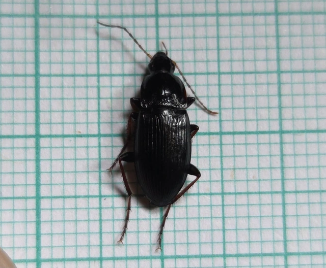 Calathus fuscipes - sokpontos tarfutó
