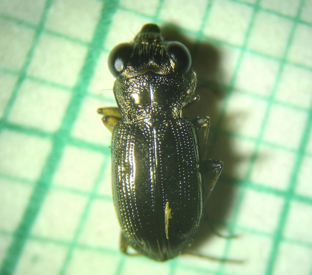 Notiophilus rufipes - vöröslábú szemesfutó