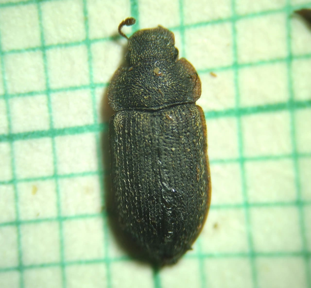 Colobicus hirtus - szegélyes héjbogár