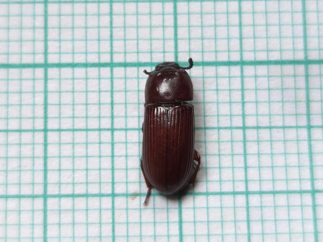 Uloma culinaris - nagy rágványbogár
