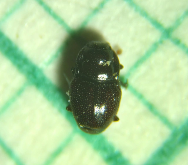 Plegaderus dissectus Plegaderus dissectus