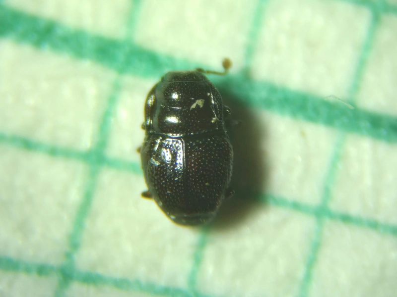 Plegaderus dissectus