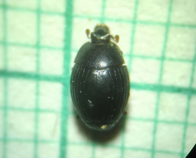 Pseudepierus italicus - olasz erdei-sutabogár