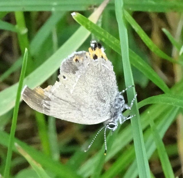 Satyrium pruni - szilvafa-csücsköslepke