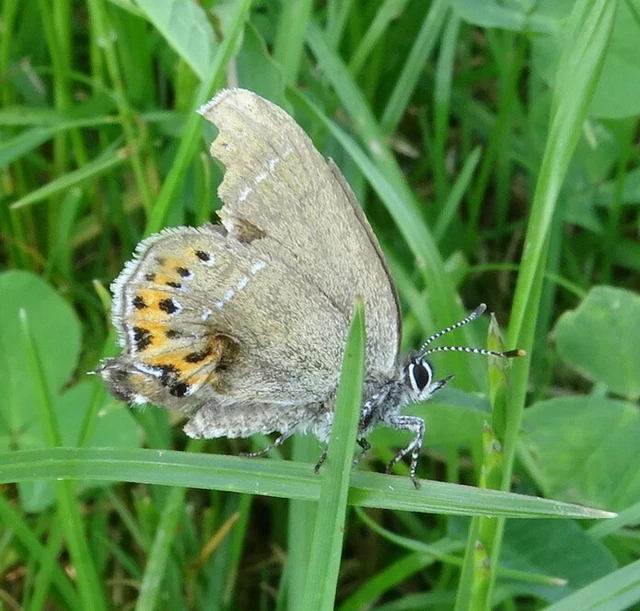 Satyrium pruni - szilvafa-csücsköslepke