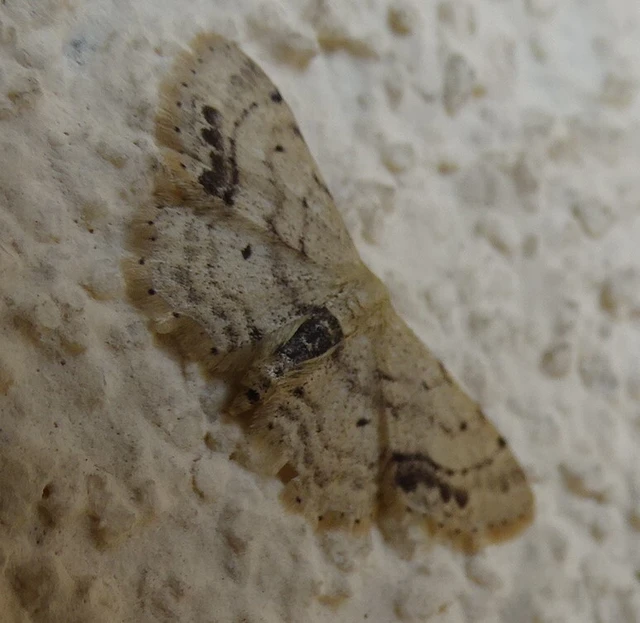 Idaea dimidiata - gyakori apróaraszoló