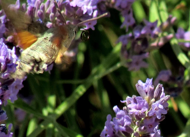Macroglossum stellatarum - kacsafarkú szender