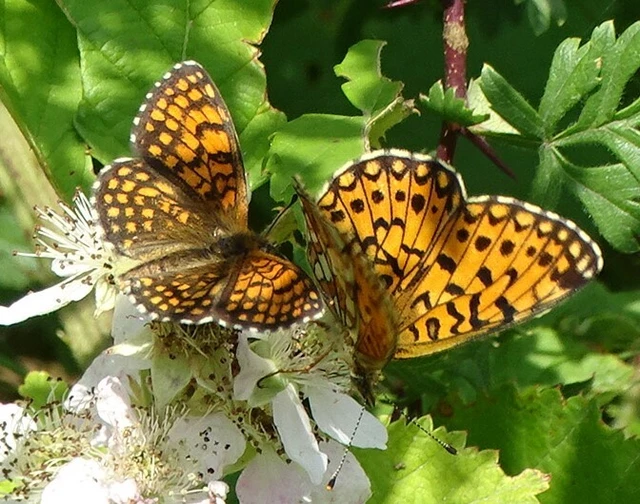 Boloria selene - fakó gyöngyházlepke