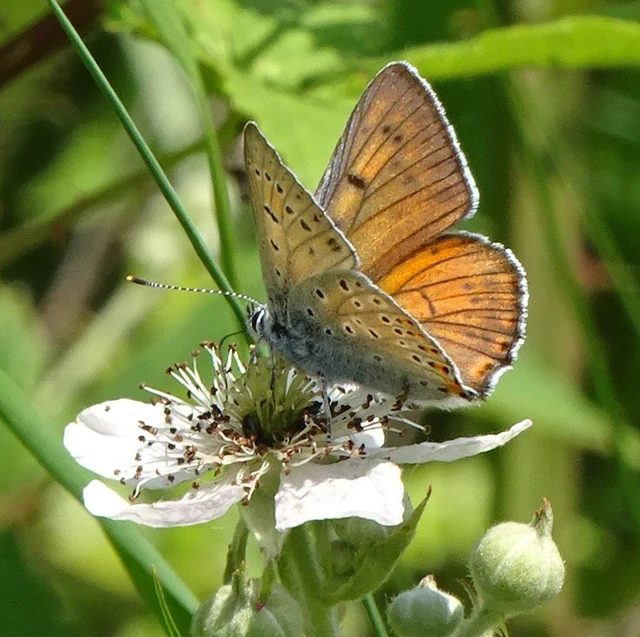 Lycaena alciphron - ibolyás tűzlepke