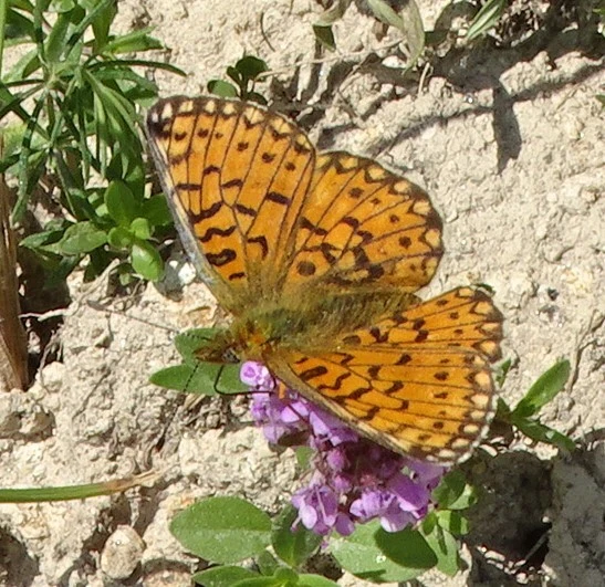 Boloria selene - fakó gyöngyházlepke