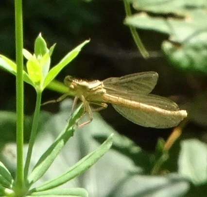 Platycnemis pennipes - széleslábú szitakötő