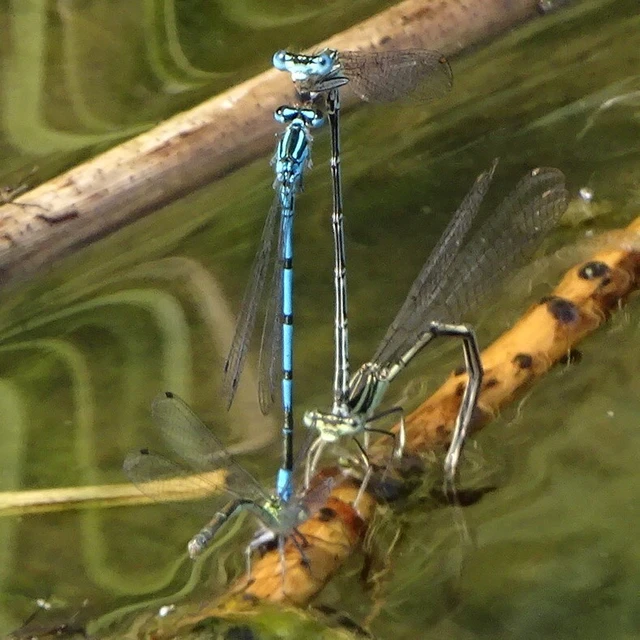Coenagrion puella - azúrkék légivadász