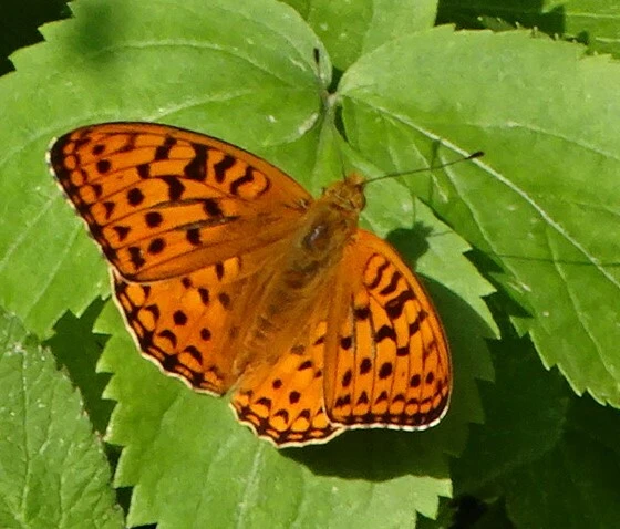 Argynnis adippe - ezüstös gyöngyházlepke
