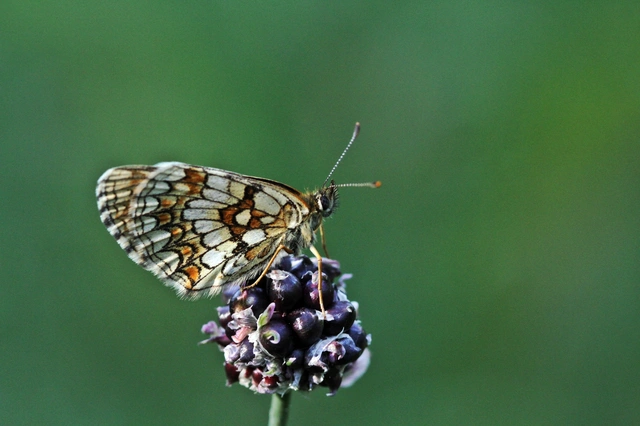 Melitaea athalia - közönséges tarkalepke
