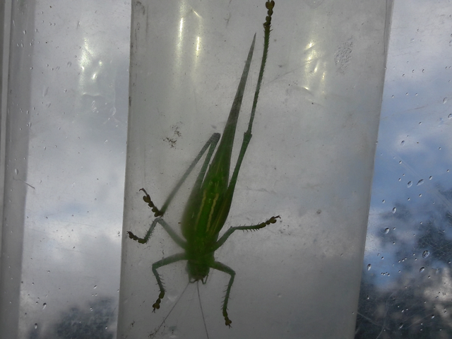 Tettigonia viridissima - zöld lombszöcske