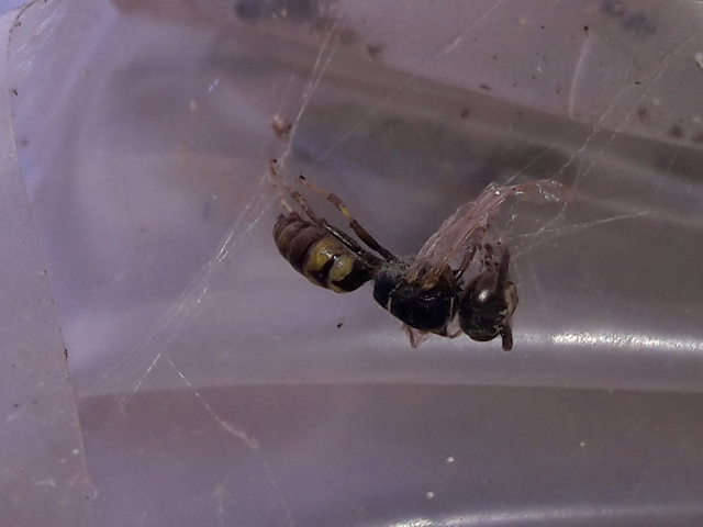 Crabronidae - szitásdarazsak