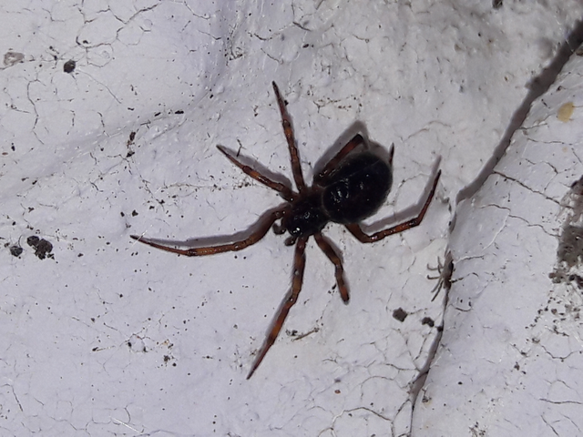Steatoda bipunctata - kétpettyes faggyúpók