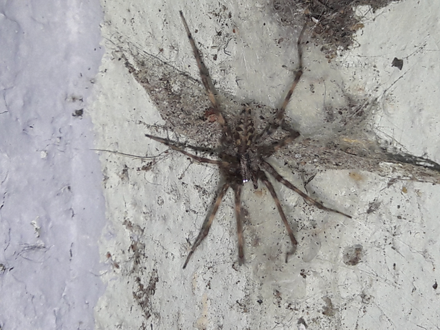 Tegenaria