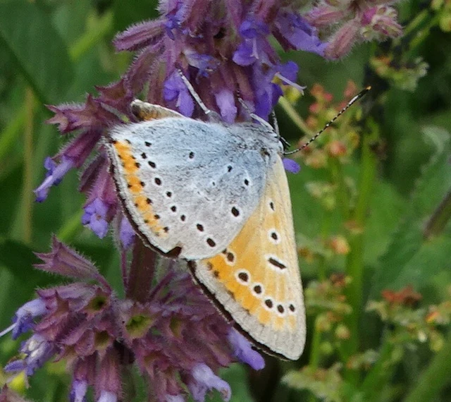 Lycaena dispar rutilus - nagy tűzlepke