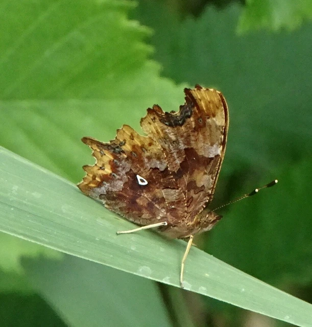 Nymphalis c-album - C-betűs lepke