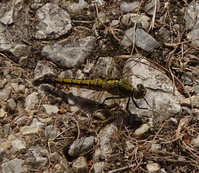 Orthetrum cancellatum - feketefarkú pásztorszitakötő