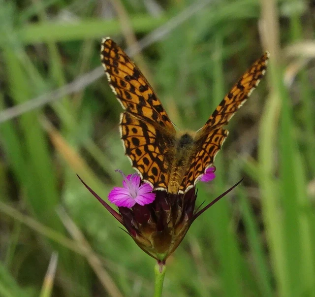 Boloria dia - kis gyöngyházlepke