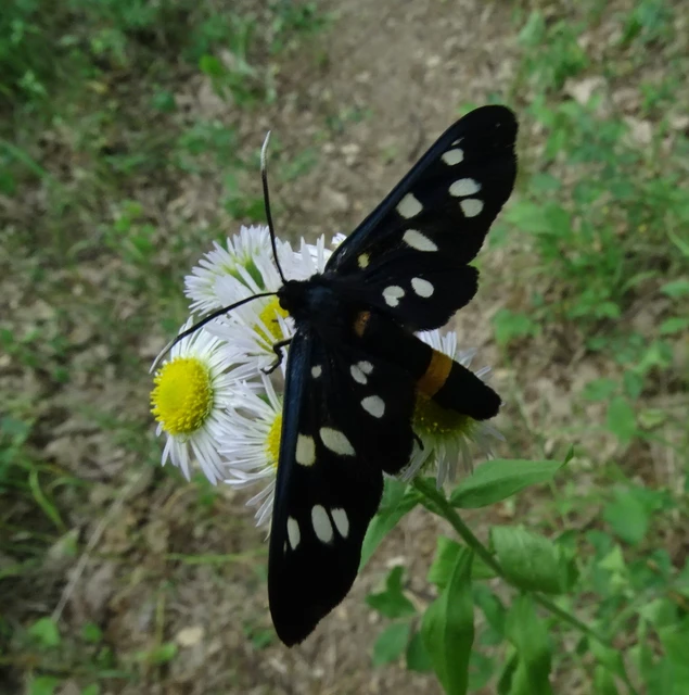 Amata phegea - fehérpettyes álcsüngőlepke