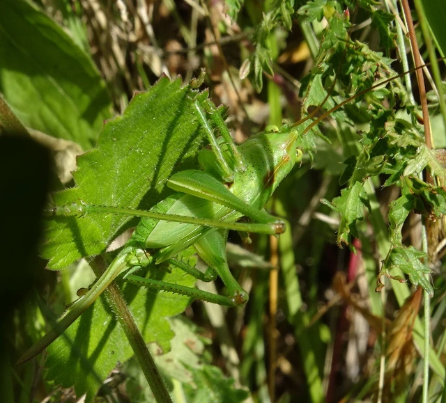 Tettigonia viridissima - zöld lombszöcske