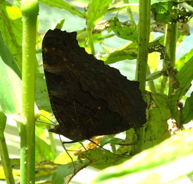 Nymphalis io - nappali pávaszem