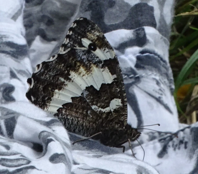 Brintesia circe - fehéröves szemeslepke