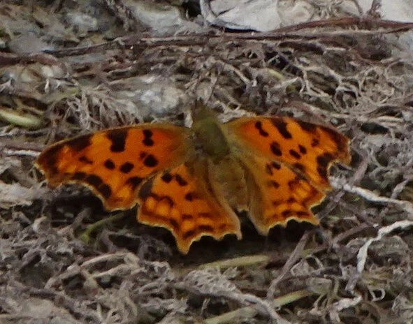 Nymphalis c-album - C-betűs lepke