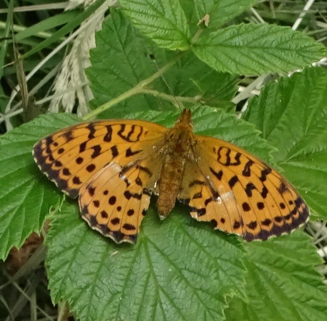Brenthis daphne - málna-gyöngyházlepke