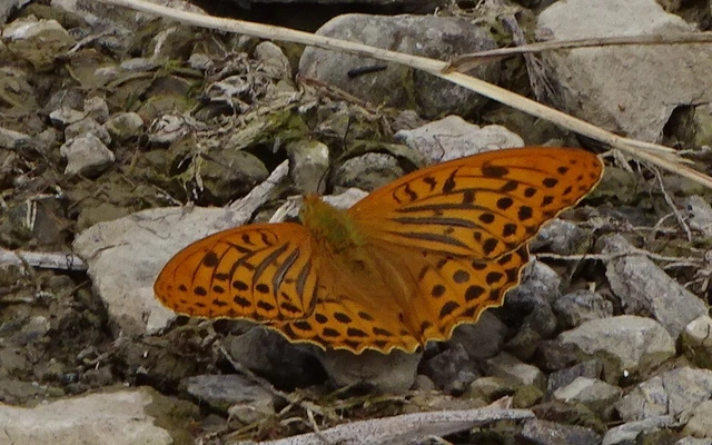 Argynnis paphia - nagy gyöngyházlepke