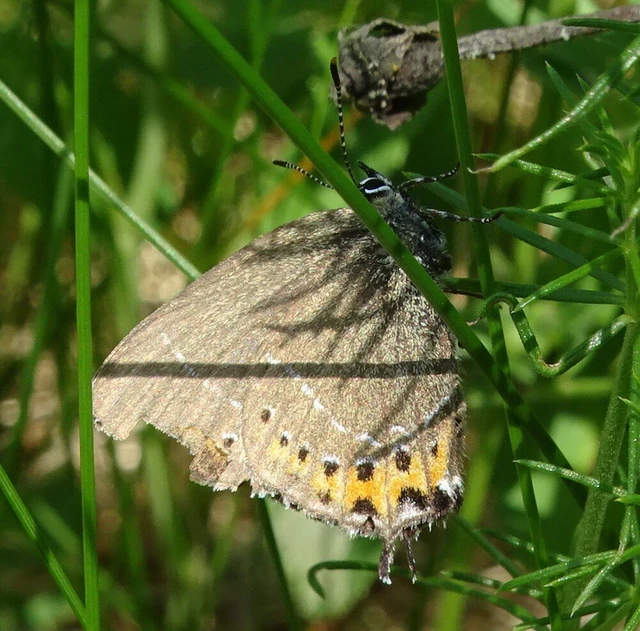 Satyrium pruni - szilvafa-csücsköslepke