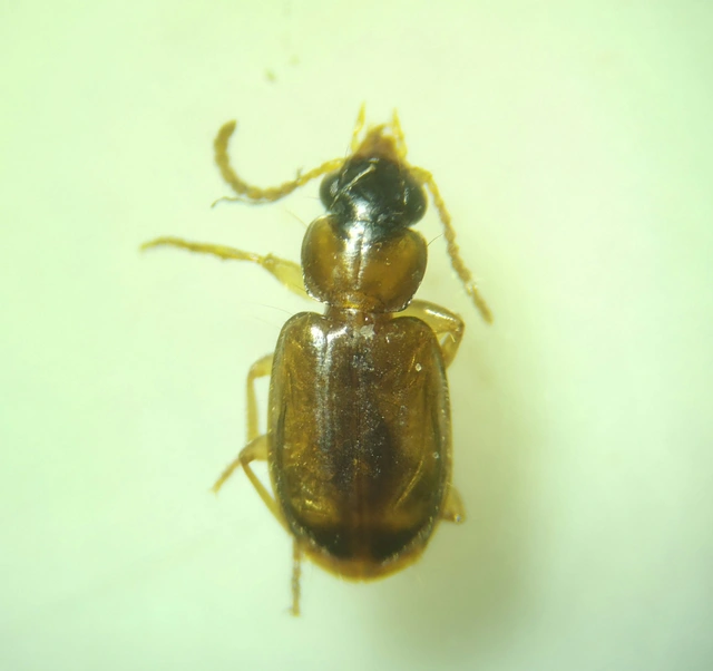 Perigona nigriceps - feketefejű komposztfutó