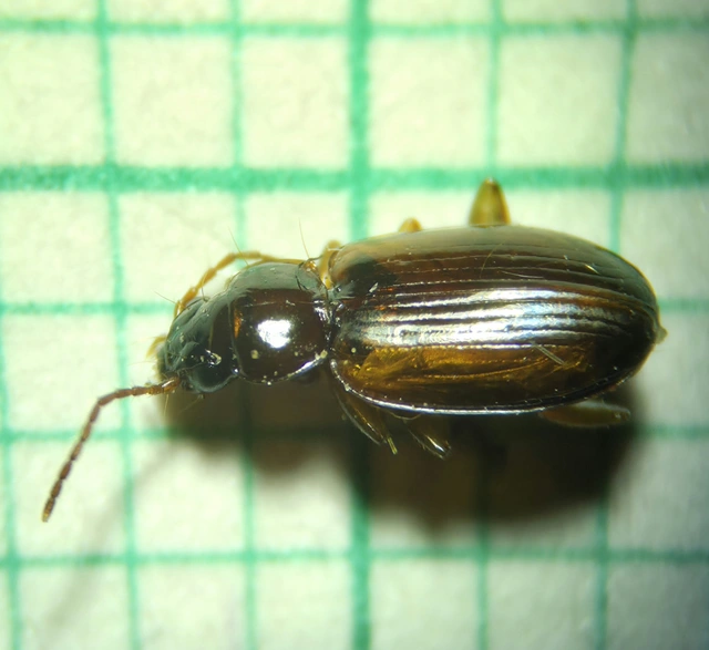 Trechus quadristriatus - közönséges fürgefutonc