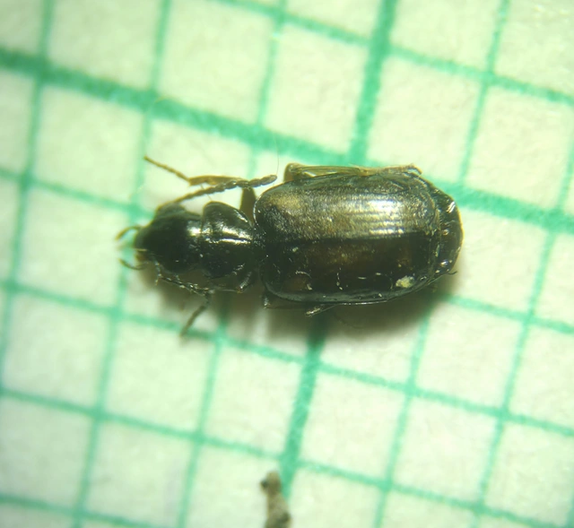Syntomus obscuroguttatus - négyfoltos gyökérfutó