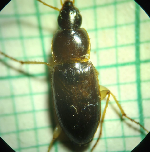 Calathus cinctus - parlagi tarfutó